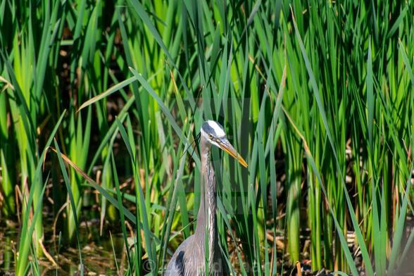 Closeup of Great Blue Heron in a wetland. 