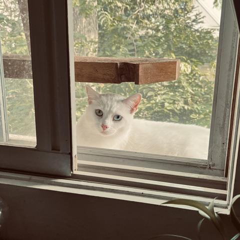 a white cat with one blue, one yellow eye looks at us from outside a window in an enclosed "catio."