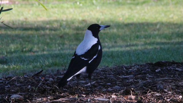 A male Australian magpie stands on a mulch covered garden bed, under the shade of an out-of-view tree