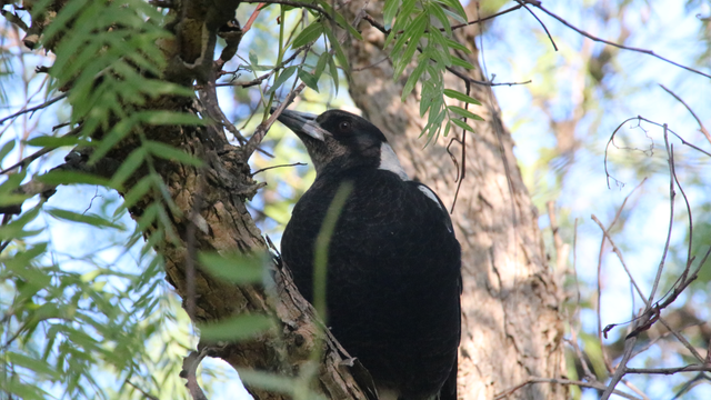 A juvenile Australian magpie high in the tree, looking out before flying to a different tree