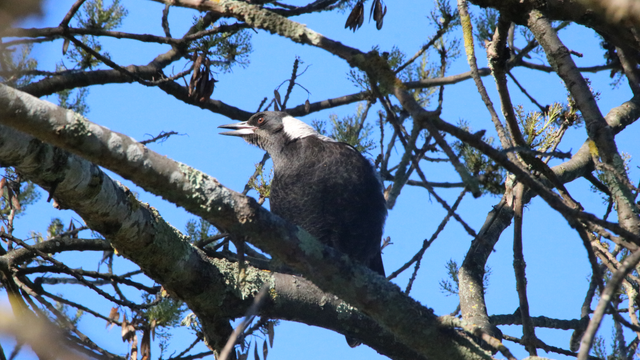 The juvenile Australian magpie in a different tree, calling out to their family
