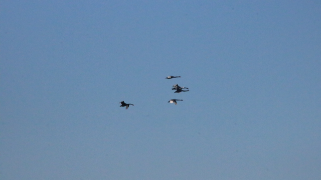 Five black swans flying across a clear sky. Two of them are craning their necks downward