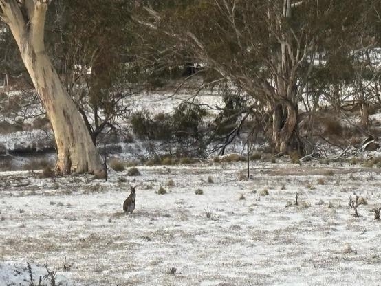 Photo of a wallaby standing in a snowy field in front of a eucalyptus tree.