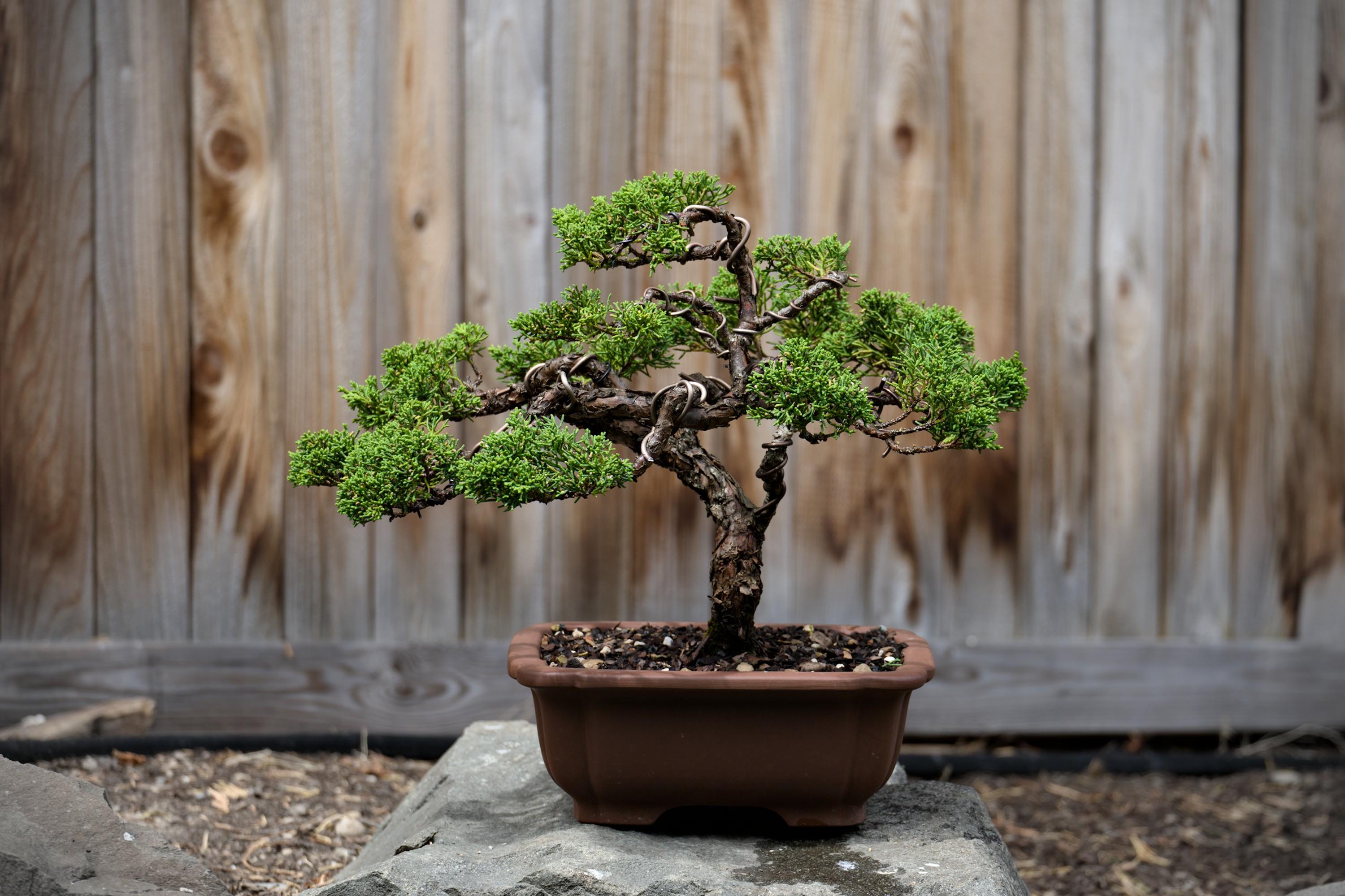 Small shimpaku bonsai tree in a pot, standing on a rock against the background of a bleached fence.