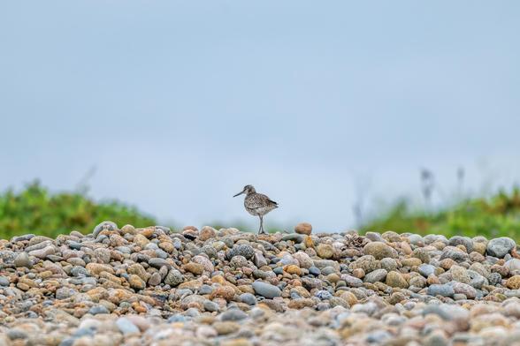 A Willet atop a pile of smooth beach stones, with greenery to either side.
