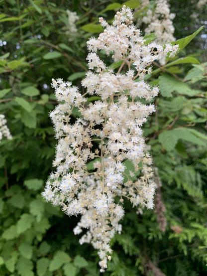 A soft white cluster of flowers from an ocean spray shrub