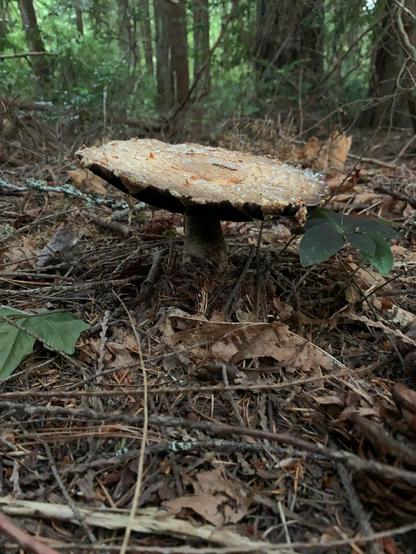 A wide cap and a shortened stem of the prince mushroom reaching out from the forest floor