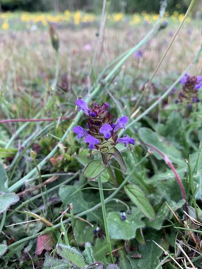 A common self-heal with light purple flowers and reddish purple stem is in center with a field of creeping buttercups in the background