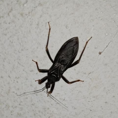 A closeup photo of a black bug. It is sort of angular shaped like it's stealth tech. It has a small head, or has a long bulbous nose with antennae sticking out of it.