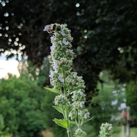 A small bumblebee on a catnip flower. It is yellow and black and has an orange strip on it's abdomen.