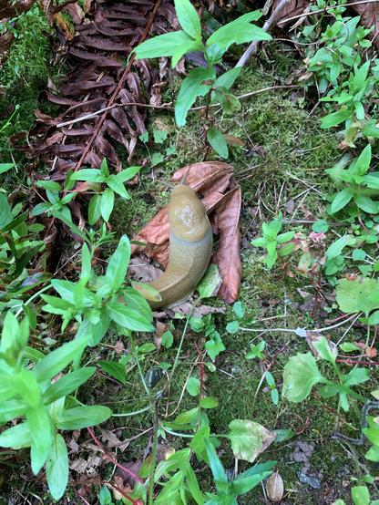 A large pacific banana slug (15cm long and 4cm wide) resting on a brown leaf, moss, and ferns