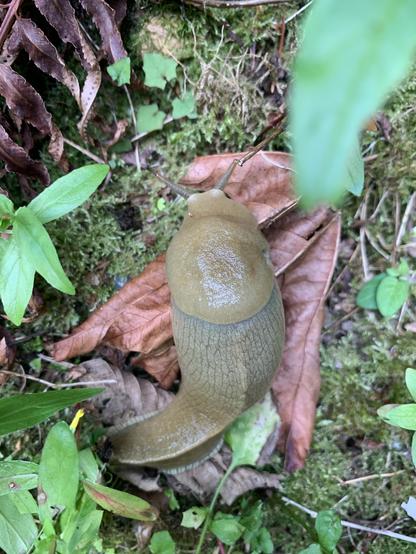 A closer shot of a large pacific banana slug (15cm long and 4cm wide) resting on a brown leaf, moss, and ferns