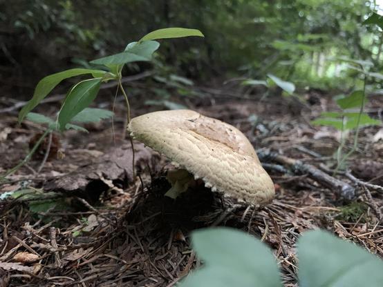 A large mushroom (possibly, the prince) next to a small plant with green leaves. The forest floor is mostly brown coniferous debris. In the background is a soft light peaking through green shrubs and bushes.