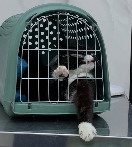 A black and white cat is inside a green pet carrier with metal bars. It has one paw and its face pushed through the bars.
