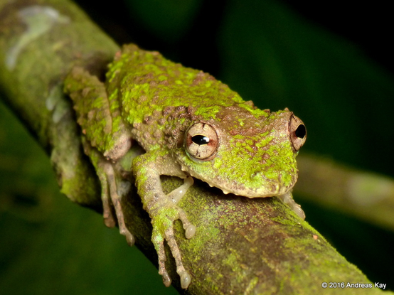 A frog clings to a moss-covered thick round branch that perfectly matches its own brown and moss-colored skin. A caption at bottom right identifies the copyright, year 2016, and the photographer, Andreas Kay