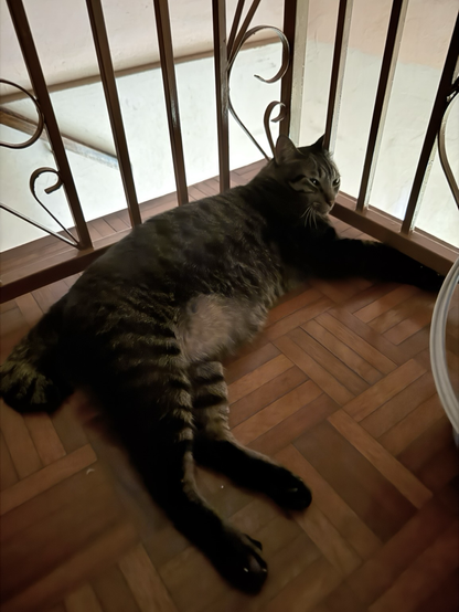 A grey-blackish cat looking sad while laying down in a dark place 