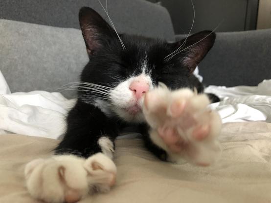 Black-and-white cat stretching out on the couch