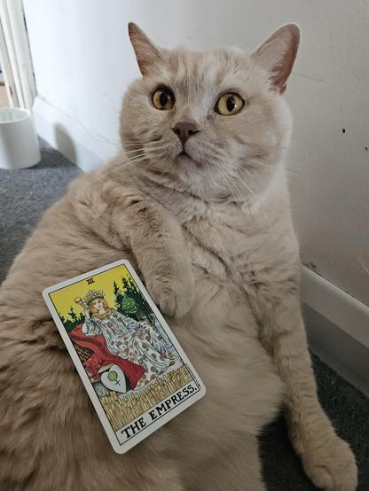 My cream British Shorthair cat Mori leaning up against a wall like a chubby little human man looking mildly scandalised (mainly because he is about to meow at me as I'm talking to him). On his side rests The Empress tarot card from the Universal Waite deck.