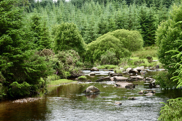 A green fir forest and summer river,