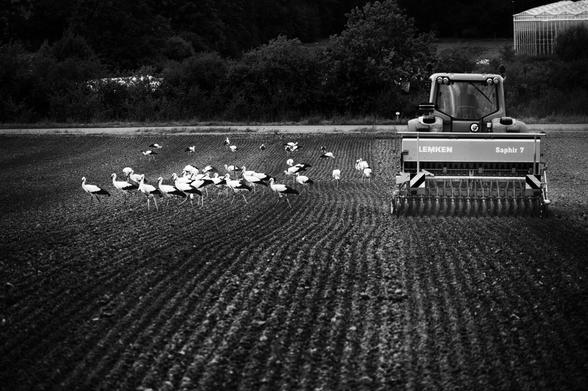 Schwarzweissfotografie einer Landwirtschaftsmaschine die ein Feld bearbeitet, begleitet von Störchen. 