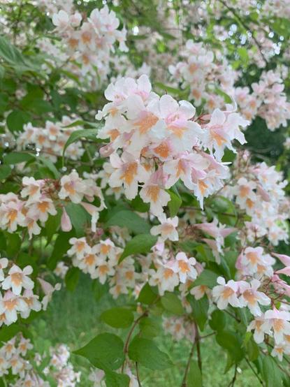 A photograph of clusters of five petalled trumpet-shaped flowers. The petals are a very pale pink, almost white. The centres are orange and pink
