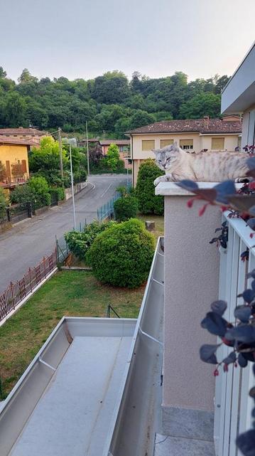 ALT

 La imagen muestra una escena tranquila de un balcón en una residencia. En el balcón, un gato de pelaje gris y blanco descansa relajadamente sobre el borde, con una expresión tranquila. El balcón está adornado con plantas, incluyendo algunas con hojas rojas. En el fondo, se puede ver una calle tranquila con casas de colores suaves, rodeadas de vegetación verde. Al fondo, se extiende una colina cubierta de árboles, creando un paisaje natural. El cielo está despejado, sugiriendo un día soleado. La escena transmite una sensación de paz y serenidad, con el gato como el protagonista principal.