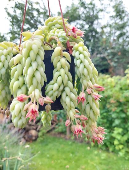 Man sieht eine Hängepflanze mit Blüten an den Enden der Triebe. Die Triebe sind sehr dicht mit 1,5 cm landen, dicken, rundlichen, spitz zulaufenden hellgrünen Blättern besetzt. Es erinnert an sehr lange Tannenzapfen.
Die Blüten sind hell-orange, mit sich öffnenden Spitzen, etwa 1 cm lang.
