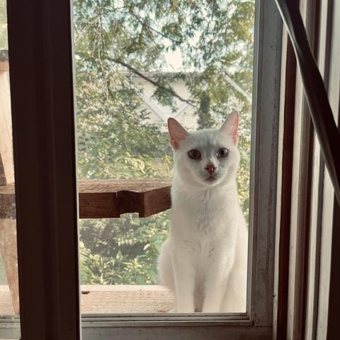 a white cat with one blue, one yellow eye sits looking at us from just outside the window inter enclosed "catio."