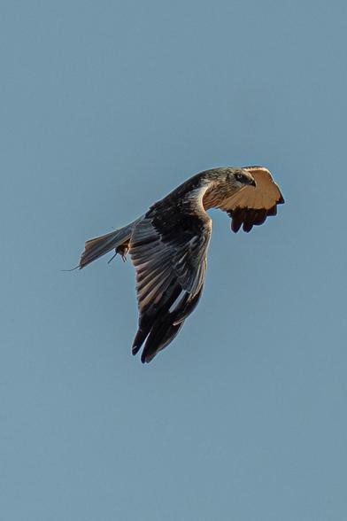 A male marsh harrier is seen flying in the blue sky from the side. It holds prey in its talons — most likely a mouse.