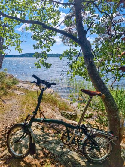 A folding bike leaning towards a tree. In the background the Baltic Sea. It is a sunny day.