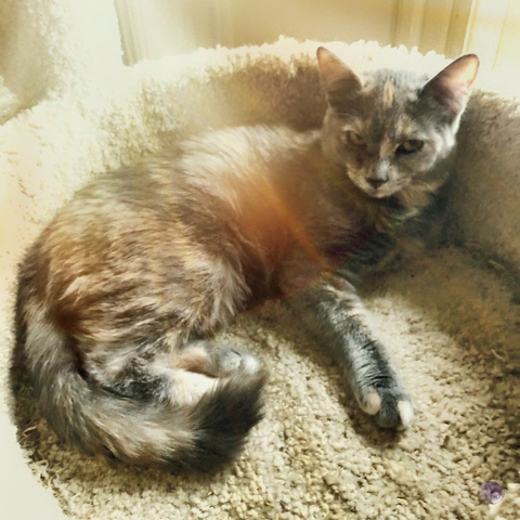 Inside a beige carpeted cat tree shelf, taking up only a fourth of the area inside, and highlighted by a downward sunbeam like godrays and there's a dilute tortoiseshell kitten, just starting to get leggy, looking up and to the side as though figuring it all out. 