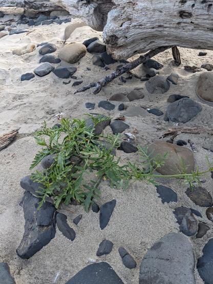 A sandy beach with blue grey rocks and a green, thick leafed plant with little flowers. The leaves look like a fern that is bloated and fleshy and prehistoric and I have no idea how it's managing to grow, but it's doing it well.