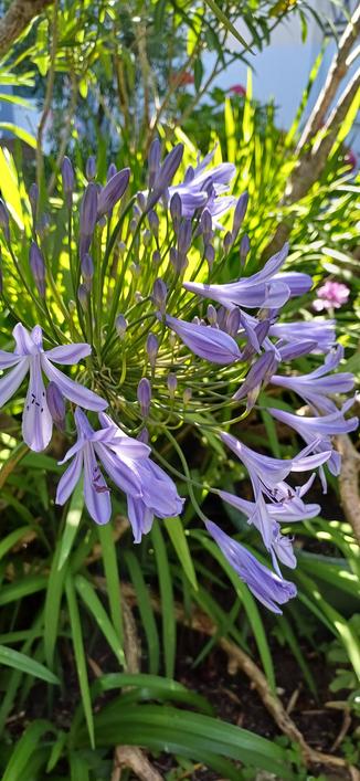 Agapanthe