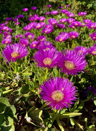 Pink flowers