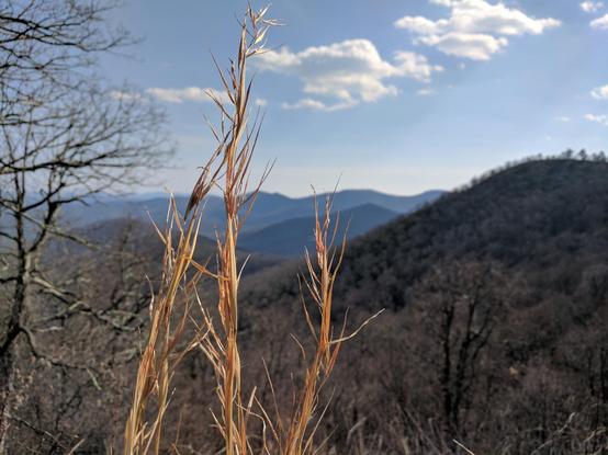 Rolling mountains in the background with three brown strands of grass in the foreground