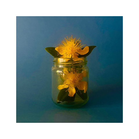 two yellow flowers displayed in a clear glass jar and photographed against a blue background. image is in colour.
