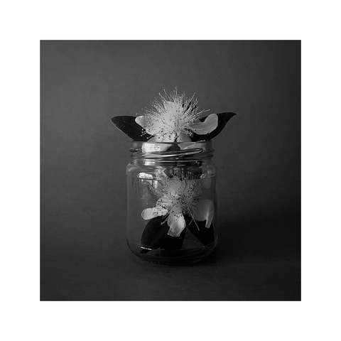 two yellow flowers displayed in a clear glass jar and photographed against a blue background. the same image but processed as black and white