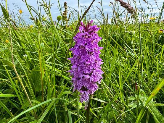 Shetland orchid