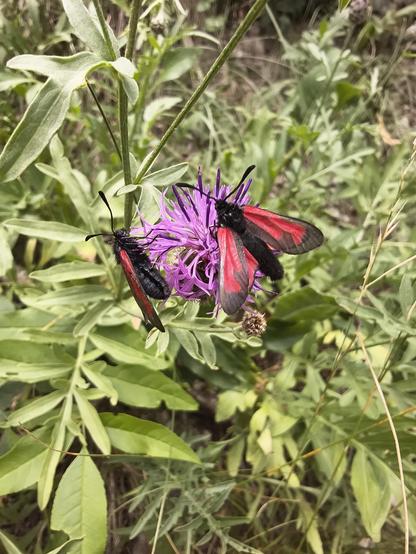 A wonderful black and red butterfly