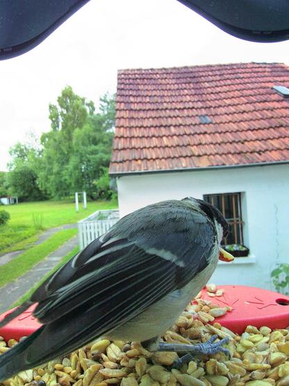 Kohlmeise im Futterhäuschen