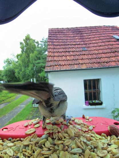 Kohlmeise im Futterhäuschen