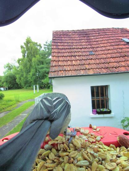 Kohlmeise im Futterhäuschen