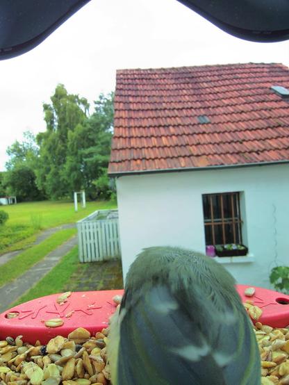 Blaumeise im Futterhäuschen