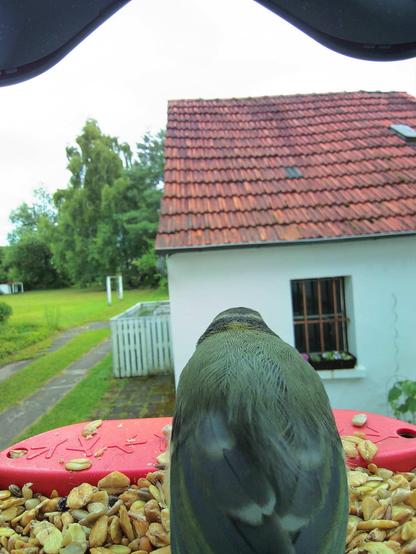 Blaumeise im Futterhäuschen