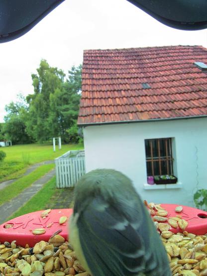 Blaumeise im Futterhäuschen
