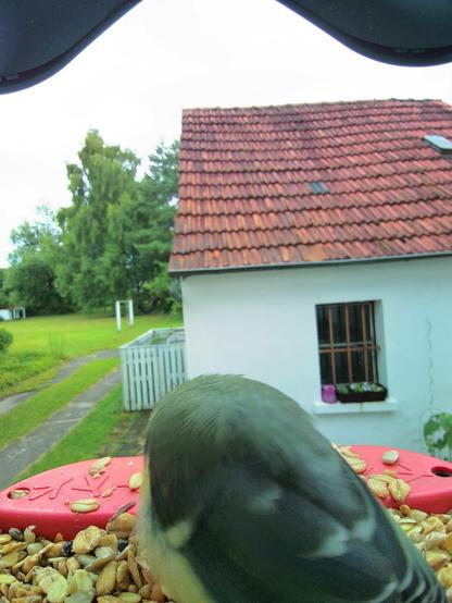 Blaumeise im Futterhäuschen