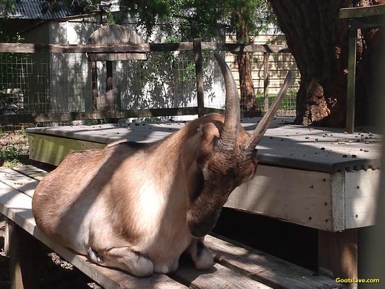 A tan goat with horns and tiny ears  is laying on a bench in front of a deck that surrounds an old oak tree. She is presenting the top of her head to her humans so they will brush between her horns where it itches.