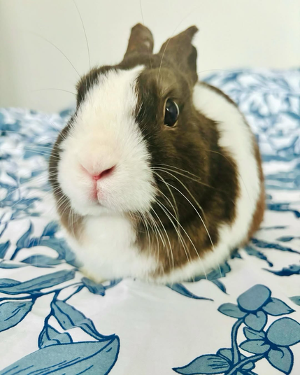 A brown and white rabbit is resting on a patterned blue-and-white bedspread. It’s facing the camera closely, with a calm, relaxed expression.