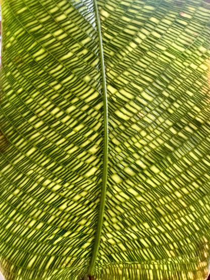 calathea network pattern up close