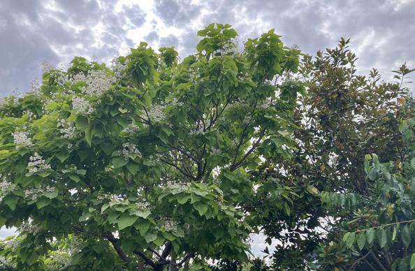 Indian Bean Tree Blooms Early in the UK: A Sign of the Changing Climate?